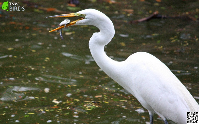 Great Egret